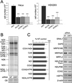 MTCO2 Antibody in Western Blot (WB)