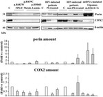 MTCO2 Antibody in Western Blot (WB)