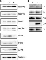 MTCO2 Antibody in Western Blot (WB)