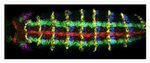 Fluorescein/Oregon Green Antibody in Immunohistochemistry (IHC)