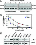 Synapsin 1 Antibody in Western Blot (WB)