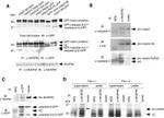 Xpress Antibody in Western Blot (WB)