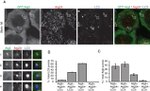 GFP Antibody in Immunocytochemistry (ICC/IF)