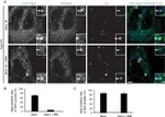 GFP Antibody in Immunocytochemistry (ICC/IF)