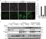 GFP Antibody in Immunocytochemistry (ICC/IF)