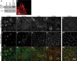 GFP Antibody in Western Blot, Immunocytochemistry (WB, ICC/IF)