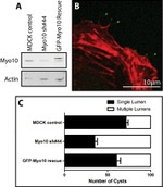 GFP Antibody in Western Blot, Immunocytochemistry (WB, ICC/IF)