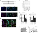 GFP Antibody in Immunocytochemistry (ICC/IF)