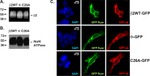 GFP Antibody in Immunocytochemistry (ICC/IF)