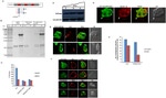 GFP Antibody in Western Blot, Immunocytochemistry (WB, ICC/IF)