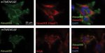 GFP Antibody in Immunocytochemistry (ICC/IF)