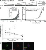 GFP Antibody in Immunocytochemistry (ICC/IF)