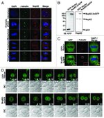 GFP Antibody in Western Blot, Immunocytochemistry (WB, ICC/IF)