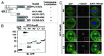GFP Antibody in Western Blot, Immunocytochemistry (WB, ICC/IF)