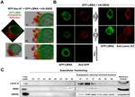 GFP Antibody in Immunocytochemistry (ICC/IF)
