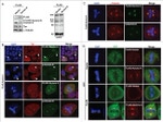 GFP Antibody in Immunocytochemistry (ICC/IF)