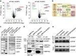 eIF4A3 Antibody in Western Blot (WB)