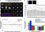GFP Antibody in Immunocytochemistry (ICC/IF)