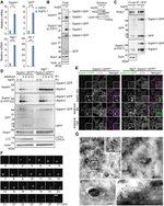 GFP Antibody in Western Blot, Immunocytochemistry, Immunoprecipitation (WB, ICC/IF, IP)