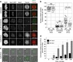 GFP Antibody in Immunocytochemistry (ICC/IF)