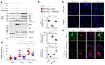 GFP Antibody in Western Blot, Immunocytochemistry (WB, ICC/IF)
