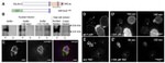 GFP Antibody in Western Blot, Immunocytochemistry (WB, ICC/IF)