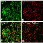 Goat anti-Human IgG (H+L) Superclonal™ Secondary Antibody, Alexa Fluor™ 488