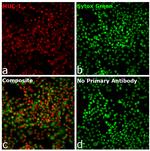 Human IgG Fc Secondary Antibody in Immunocytochemistry (ICC/IF)