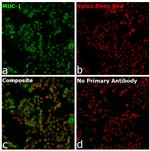 Goat anti-Human IgG Fab Superclonal™ Secondary Antibody, Alexa Fluor™ 488