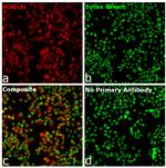 Goat anti-Human IgG Fab Superclonal™ Secondary Antibody, Alexa Fluor™ Plus 647