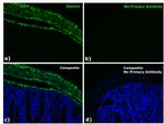 Mouse IgG1 Fc Secondary Antibody in Immunohistochemistry (Paraffin) (IHC (P))