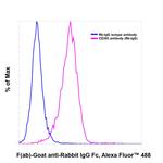 Rabbit IgG Fc Secondary Antibody in Immunocytochemistry (ICC/IF)