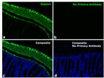 Rabbit IgG Fc Secondary Antibody in Immunohistochemistry (Paraffin) (IHC (P))
