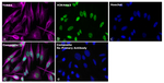 Rabbit IgG Fc Secondary Antibody in Immunocytochemistry (ICC/IF)