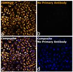 Rabbit IgG Fc Secondary Antibody in Immunocytochemistry (ICC/IF)