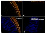 Rabbit IgG Fc Secondary Antibody in Immunohistochemistry (Paraffin) (IHC (P))