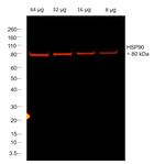 Rabbit IgG Fc Secondary Antibody in Western Blot (WB)
