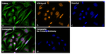 Rabbit IgG Fc Secondary Antibody in Immunocytochemistry (ICC/IF)