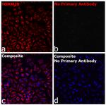 F(ab)-Goat anti-Rabbit IgG Fc Secondary Antibody, Alexa Fluor™ 594