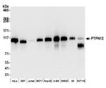 PTPN12 Antibody in Western Blot (WB)