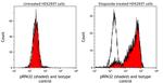Phospho-RPA32 (Ser4, Ser8) Antibody in Flow Cytometry (Flow)