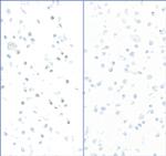 Phospho-RPA32 (Ser4, Ser8) Antibody in Immunocytochemistry (ICC/IF)