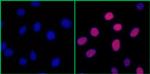 Phospho-RPA32 (Ser4, Ser8) Antibody in Immunocytochemistry (ICC/IF)
