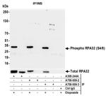 Phospho-RPA32 (Ser4, Ser8) Antibody in Immunoprecipitation (IP)