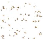 CD45 Antibody in Immunocytochemistry (ICC/IF)