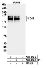 CD45 Antibody in Immunoprecipitation (IP)