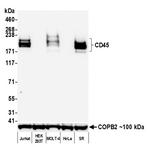 CD45 Antibody in Western Blot (WB)