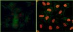 Phospho-KAP-1 (Ser824) Recombinant Rabbit Monoclonal Antibody (BL-246-7B5)