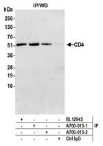 CD4 Antibody in Immunoprecipitation (IP)