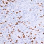 CD3E Antibody in Immunohistochemistry (Paraffin) (IHC (P))